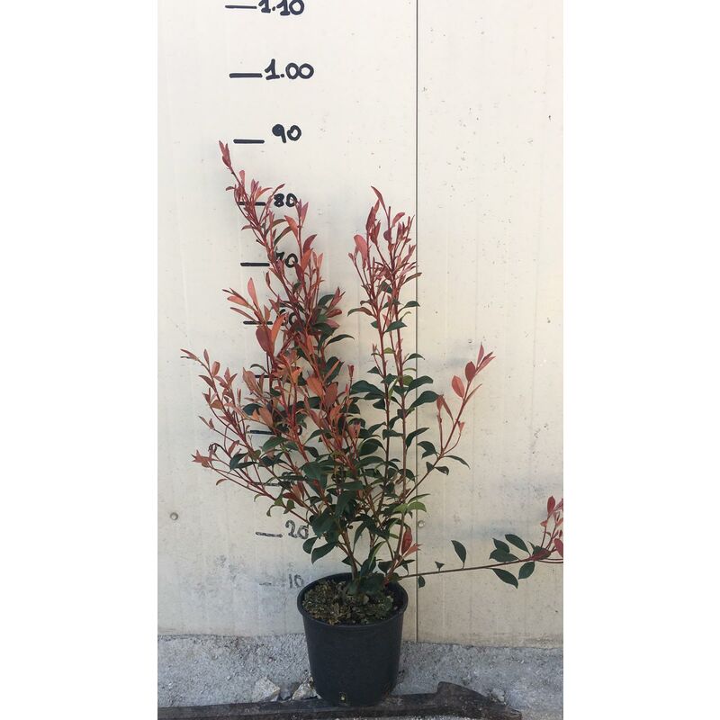 foto del prodotto vivaio garden forest 50 piante di photinia compacta h 90cm foto reali piante da siepe