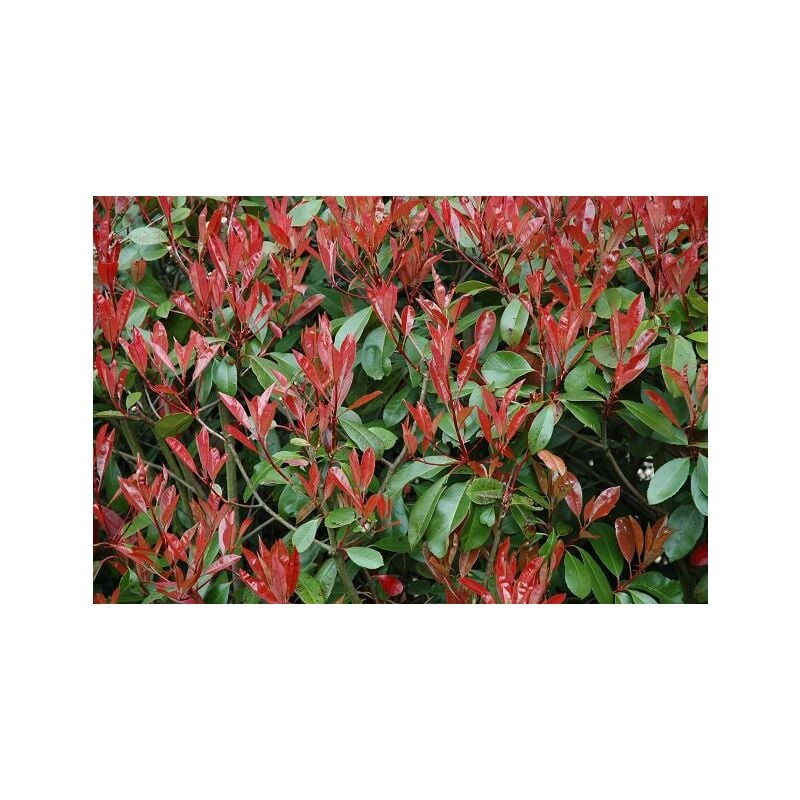 foto del prodotto vivaio garden forest - 50 piante di photinia red robin h 100 cm circa foto reali piante da siepe