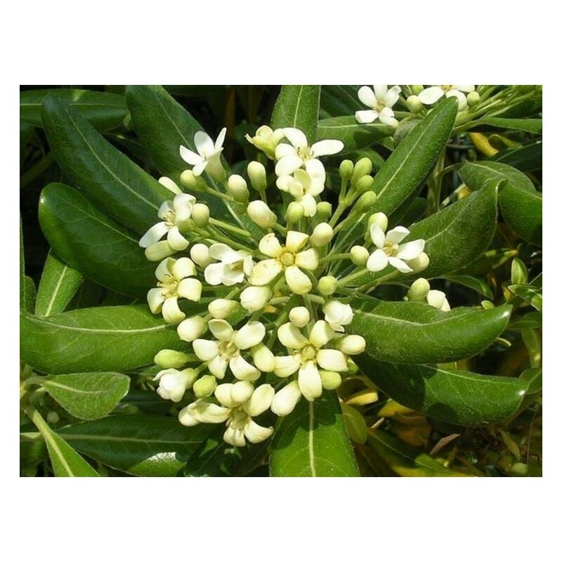 foto del prodotto vivaio garden forest 50 piante di pitosforo pittosporum tobira h 65cm foto reali piante per siepi
