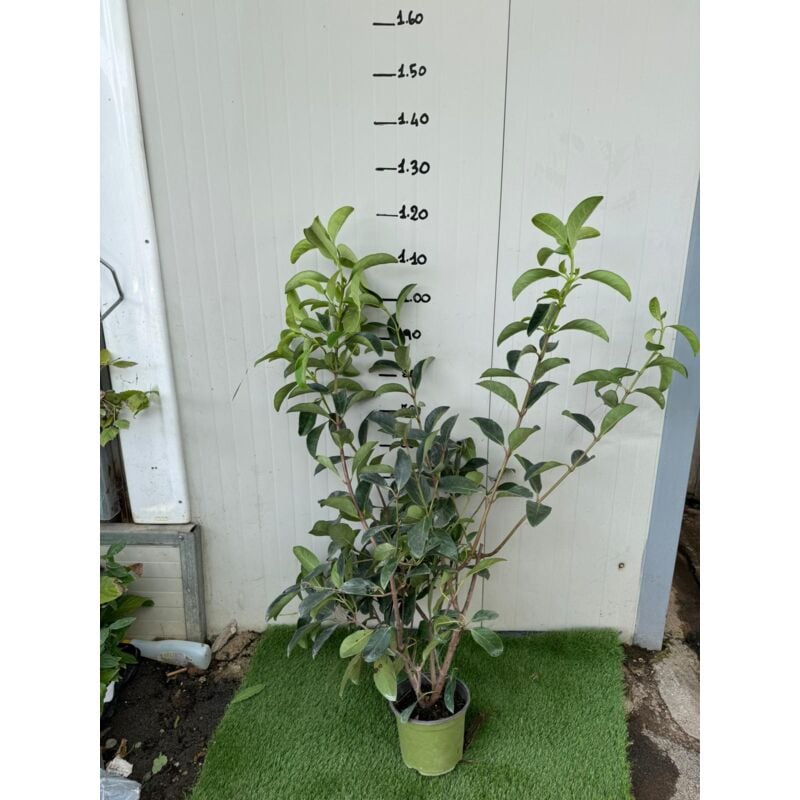 foto del prodotto vivaio garden forest 50 piante viburno lucido viburnum lucidum h 90 100cm foto reali piante da siepe