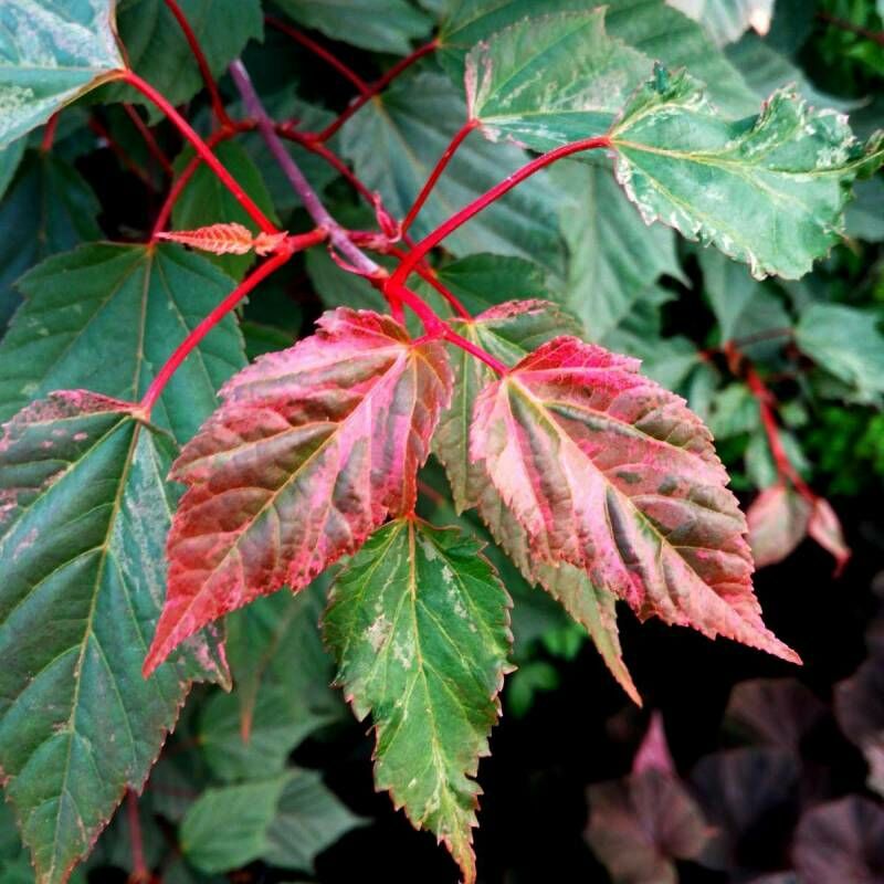 foto del prodotto vivaio garden forest acer acero red flamingo pink winter wood pianta vaso 17 h 80 cm foto reali