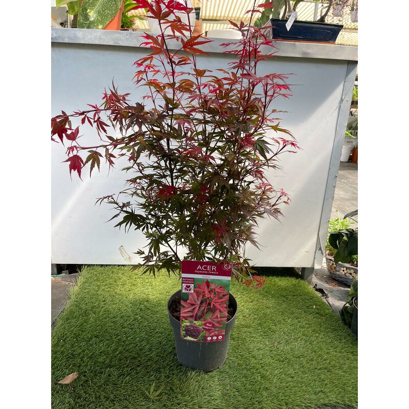 foto del prodotto vivaio garden forest acero acer shaina giapponese resistente foglie rosse vaso 19 pianta foto reali