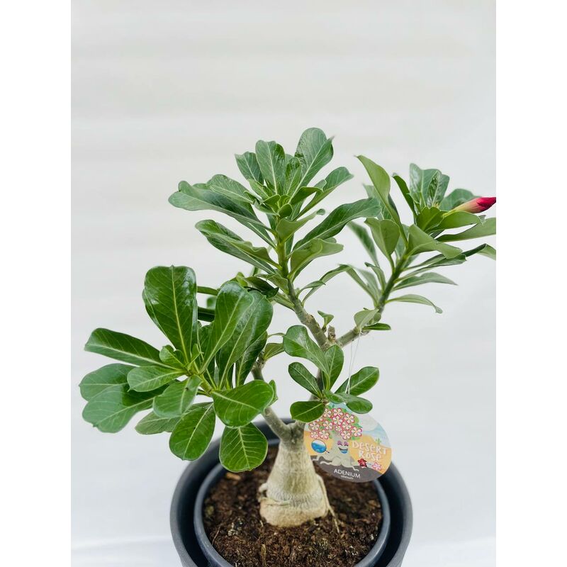 foto del prodotto vivaio garden forest adenium obesum rosa del deserto a fiore rosa vaso 15cm h 30cm foto reali