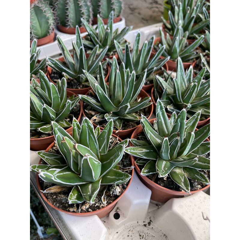 foto del prodotto vivaio garden forest agave regina vittoria agave victoriae reginae vaso 10,5cm foto reali