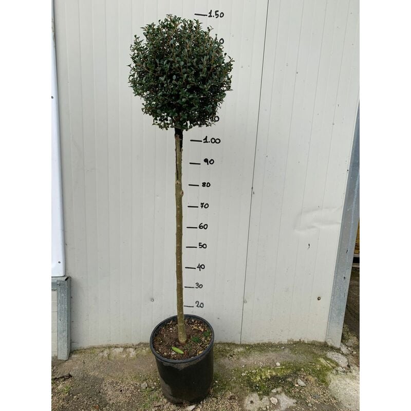 foto del prodotto vivaio garden forest alberello di ligustro a palla in vaso 24cm foto reali