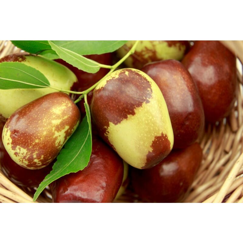 foto del prodotto vivaio garden forest - albero giuggiolo - alberi da frutto arbusto piccolo albero ramnacee foto reali