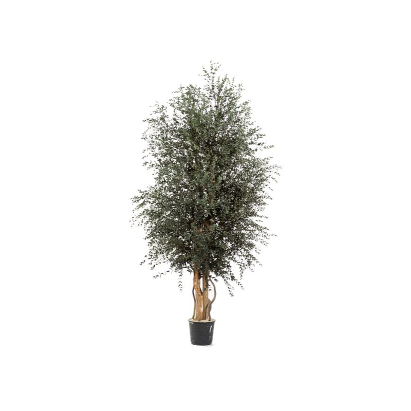 foto del prodotto vivaio garden forest albero wide parvifolia stabilizzato h130 cm no manutenzione pianta stabilizzata