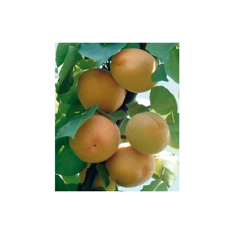 foto del prodotto vivaio garden forest albicocco precoce di imola prunus armeniaca pianta da frutto frutta foto reali