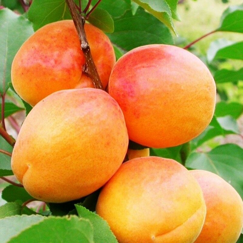 foto del prodotto vivaio garden forest - albicocco san castrese (prunus armeniaca) - albero da frutta frutto foto reali