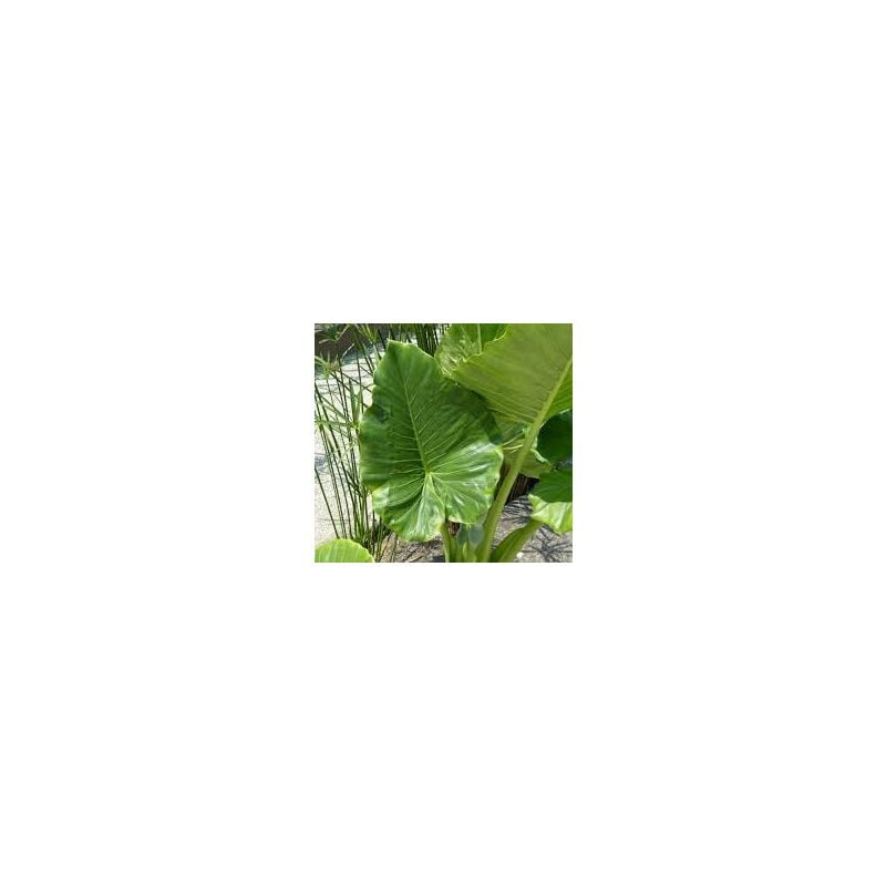 foto del prodotto vivaio garden forest alocasia macrorrhhiza, orecchia di elefante, foto reali h 80cm
