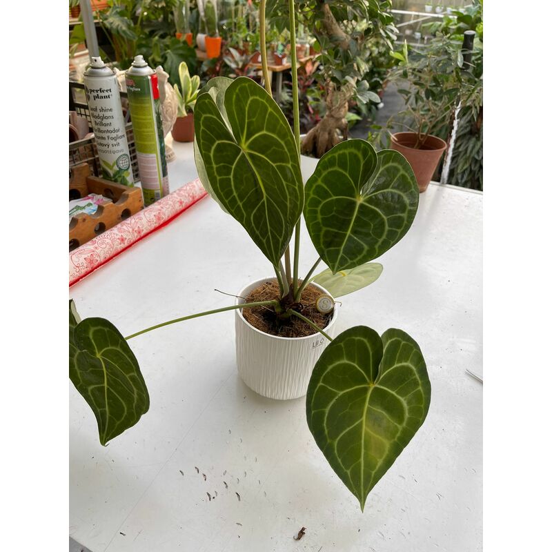 foto del prodotto vivaio garden forest anthurium clarinervium h 40cm foto reali pianta rara da interno