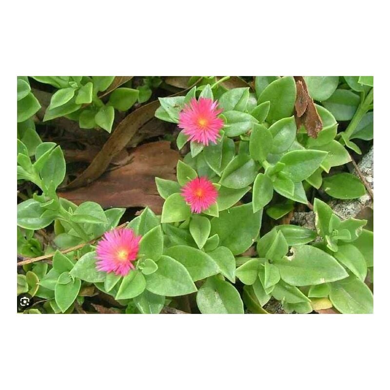 foto del prodotto vivaio garden forest aptenia cordifolia verde fiore rosa in basket 16cm foto reali piante grasse