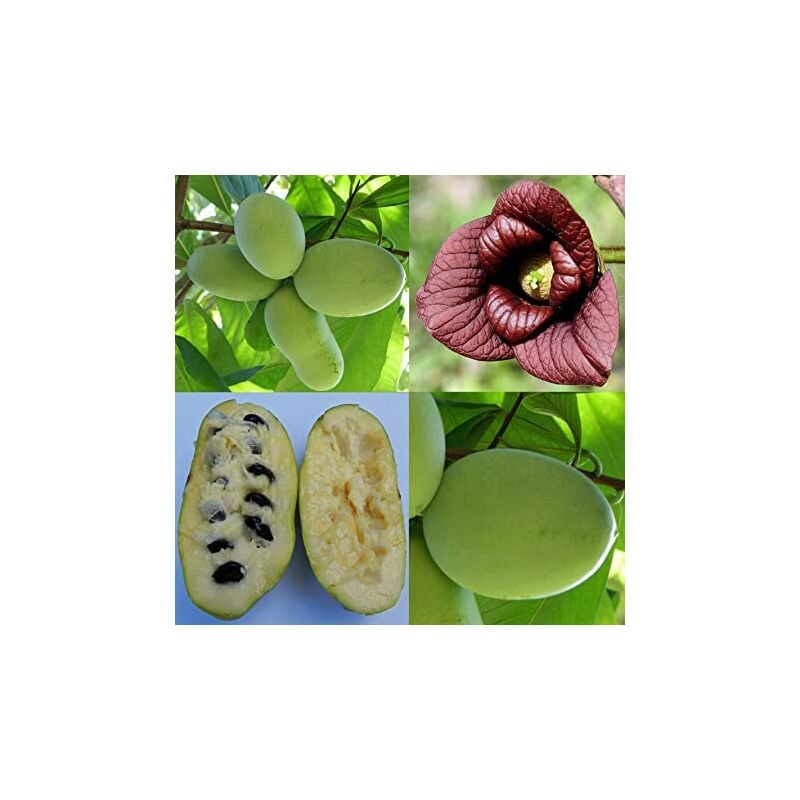 foto del prodotto vivaio garden forest asimina triloba prima 1216 banano di montagna innestato autofertile
