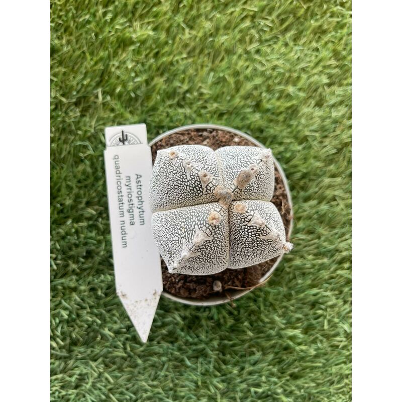 foto del prodotto vivaio garden forest astrophytum myriostigma quadricostatum vaso 10,5cm foto reali pianta grassa