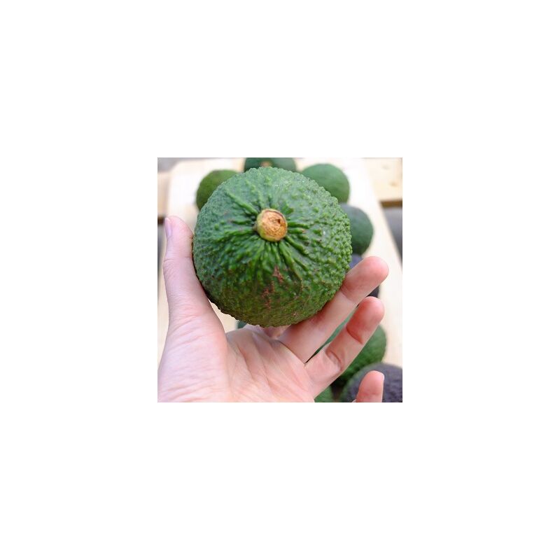foto del prodotto vivaio garden forest avocado orotava persea americana pianta da frutto frutta foto reali simil hass