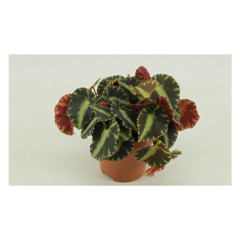 foto del prodotto vivaio garden forest begonia folliage cleopatra foto reali vaso 12cm