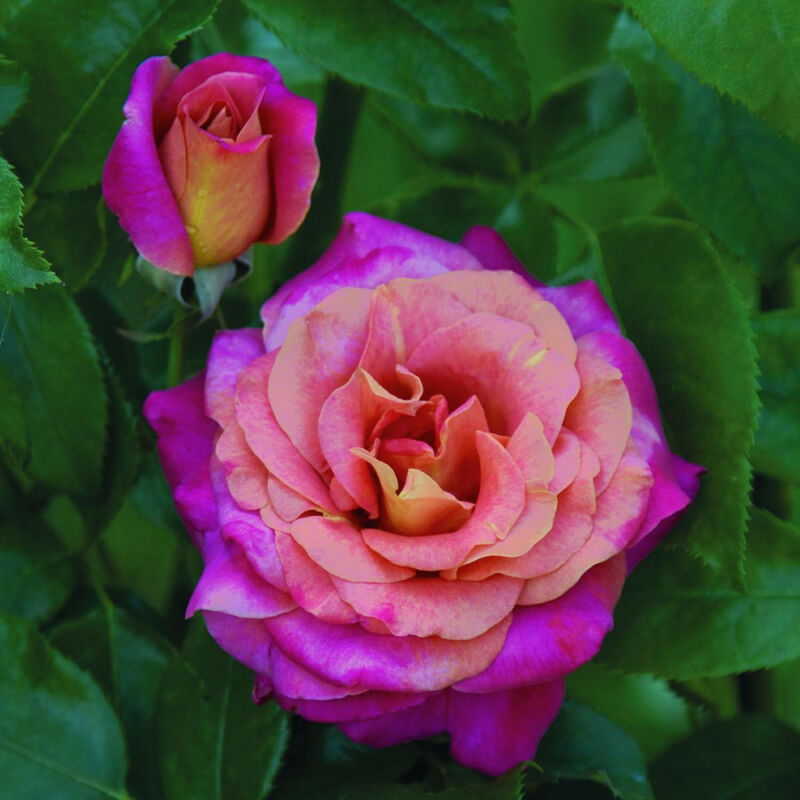 foto del prodotto vivaio garden forest belle epoque rosa cespuglio pianta di fiore fiori foto reali