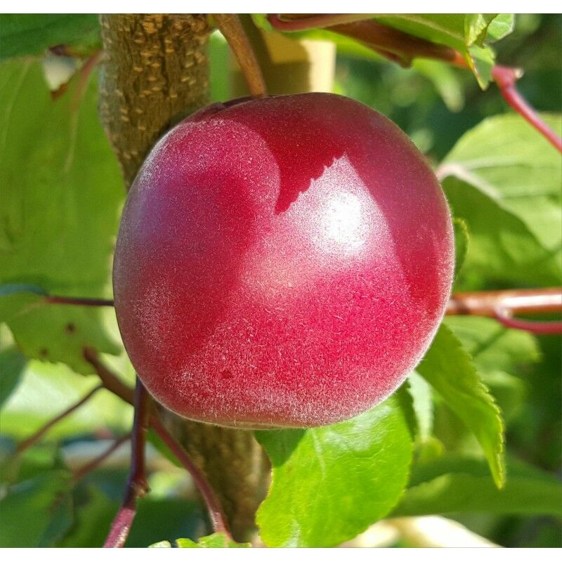 foto del prodotto vivaio garden forest biricoccolo susincocco albero da frutto intermedio tra susino ed albicocco