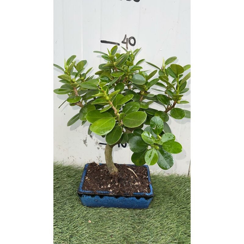 foto del prodotto vivaio garden forest bonsai di ficus panda vaso cm 20 origine asia foto reali