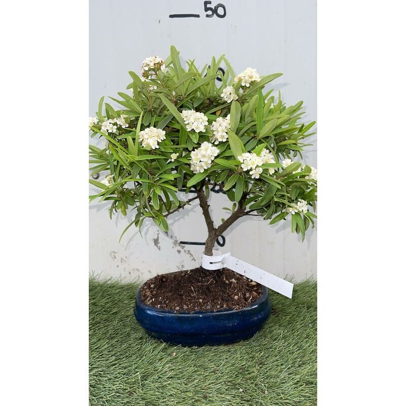 foto del prodotto vivaio garden forest bonsai piracanta vaso 20 pianta sempreverde foto reali