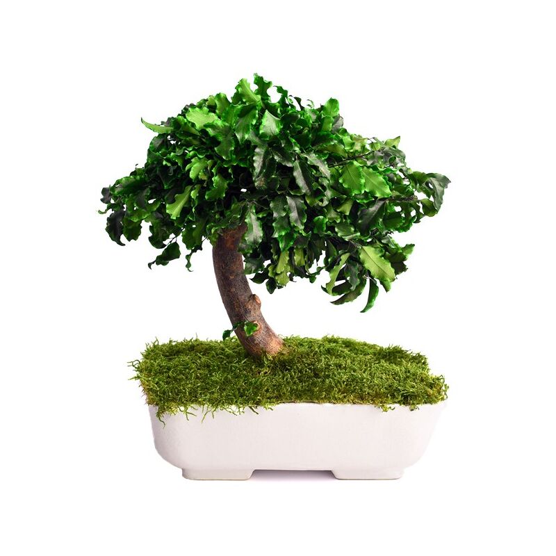 foto del prodotto vivaio garden forest bonsai pitosforo stabilizzato h 25 cm foto reali pianta vera no manutenzione