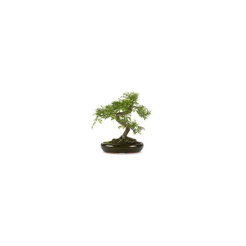 foto del prodotto vivaio garden forest bonsai zelkova olmo giapponese albero in miniatura del giappone foto reali