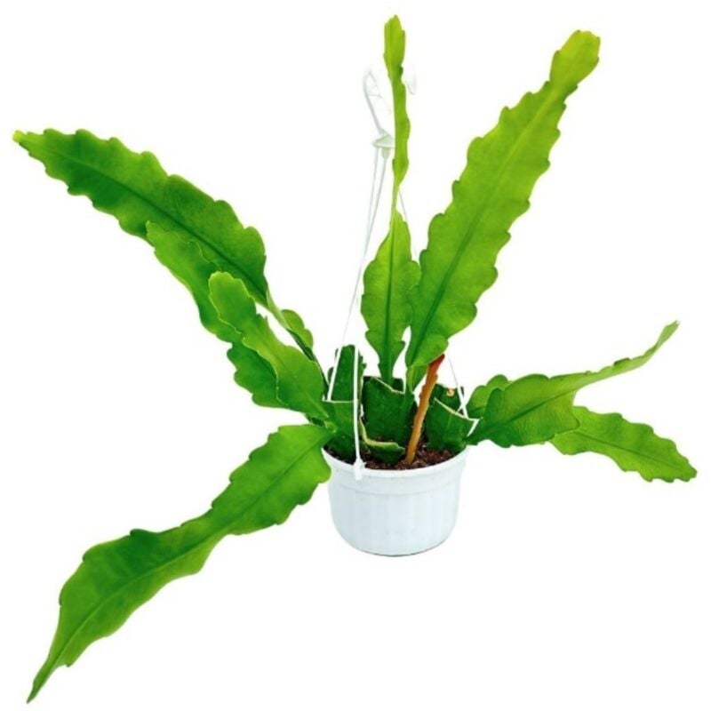 foto del prodotto vivaio garden forest cactus orchidea epiphyllum h 35