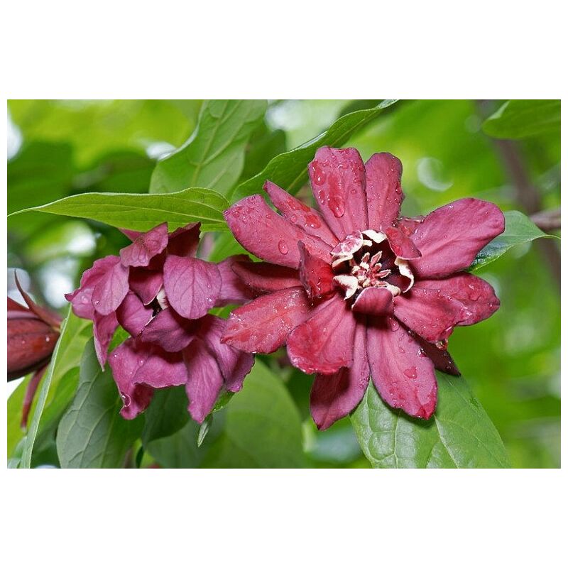 foto del prodotto vivaio garden forest calycanthus x raulstonii hartlage wine foto reali h 150cm calicanto rosso