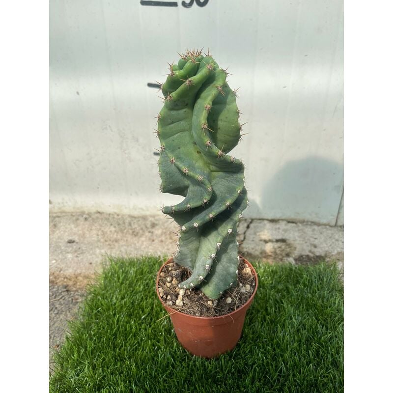 foto del prodotto vivaio garden forest cereus forbesii cv. spiralis pianta grassa cactus vaso 10,5 h30 cm foto reali