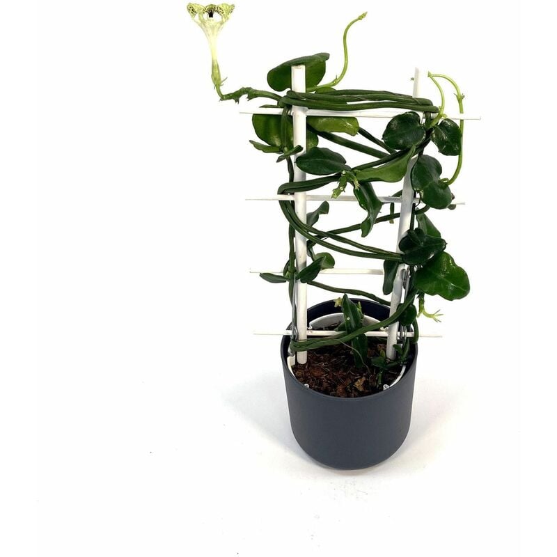 foto del prodotto vivaio garden forest ceropegia sandersonii pianta in vaso originaria del mozambico foto reali