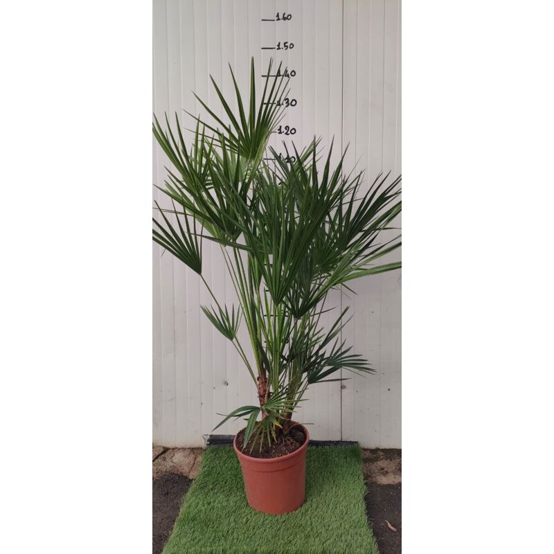 foto del prodotto vivaio garden forest chamaerops excelsa, palma nana, palma di san pietro h 140 vaso 35 foto reali