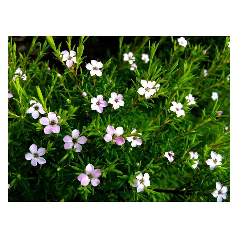 foto del prodotto vivaio garden forest coleonema pulchellum vaso 24cm