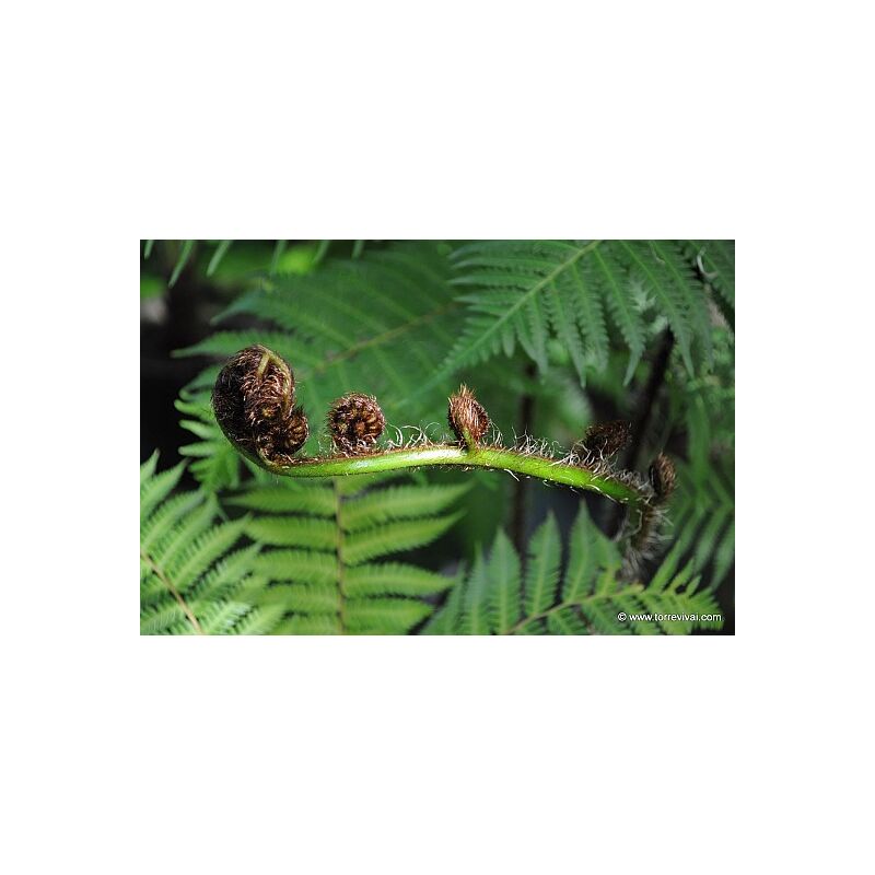 foto del prodotto vivaio garden forest cyathea cooperi felce arborea in vaso 24cm