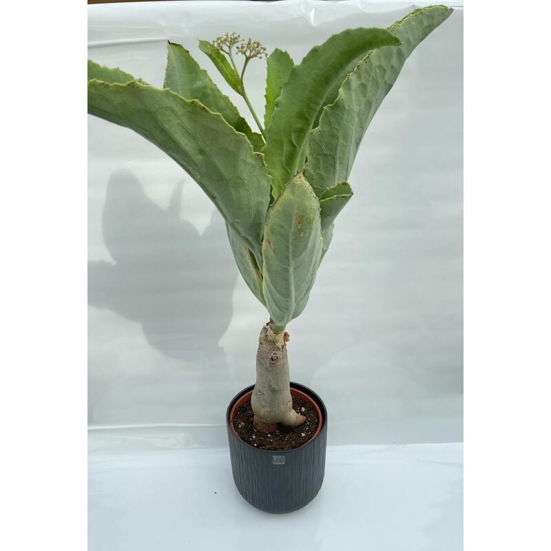 foto del prodotto vivaio garden forest cyphostemma juttae cissus juttae vaso 17cm h 70cm foto reali
