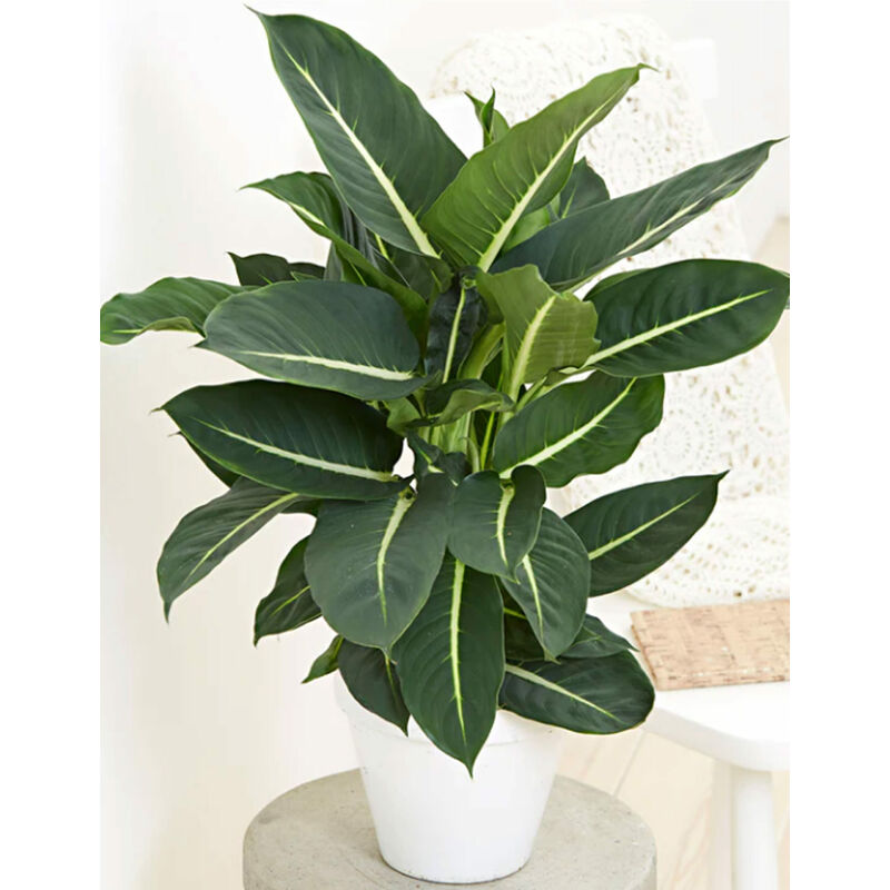 foto del prodotto vivaio garden forest dieffenbachia green magic h 65cm pianta da interno