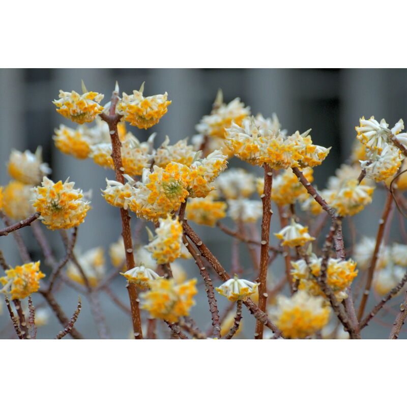foto del prodotto vivaio garden forest - edgeworthia chrysantha foto reale h 50cm arbusto della carta