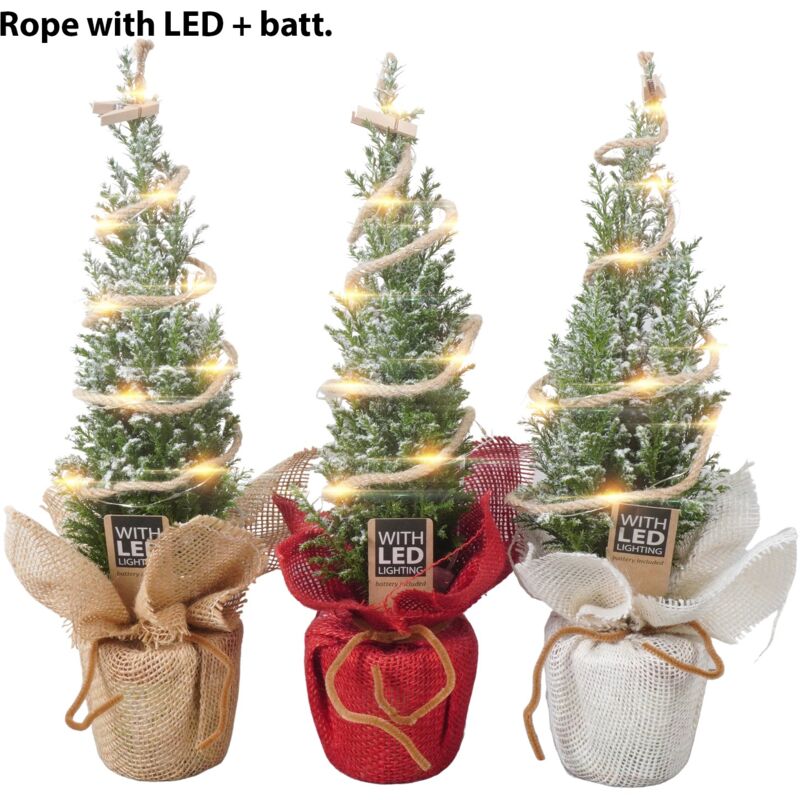 foto del prodotto vivaio garden forest ellwoodii, o falso cipresso, con led versione natalizia h 32 cm foto reali