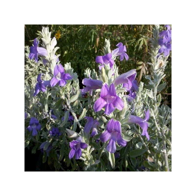 foto del prodotto vivaio garden forest eremophila nivea vaso 24cm