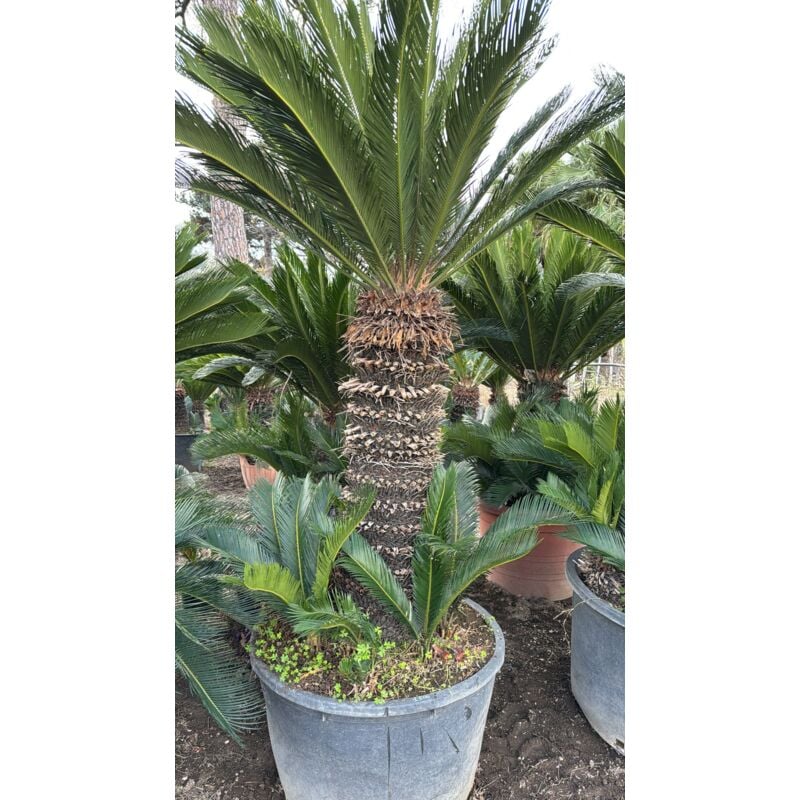 foto del prodotto vivaio garden forest esemplare cycas revoluta h 120 cm di tronco foto reali cicas palma