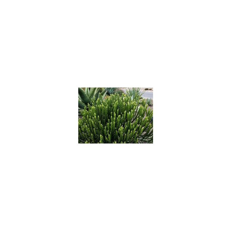 foto del prodotto vivaio garden forest esemplare di pianta euphorbia leucodendron, vaso 24cm foto reali