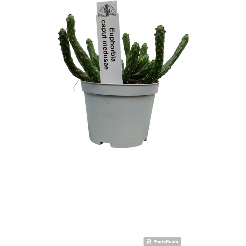 foto del prodotto vivaio garden forest euphorbia caput medusae, pianta grassa foto reali