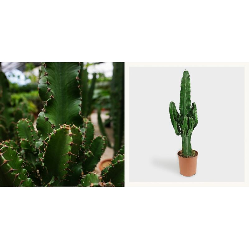 foto del prodotto vivaio garden forest euphorbia eritrea, cactus eritrea vaso 18cm h 100cm foto reale