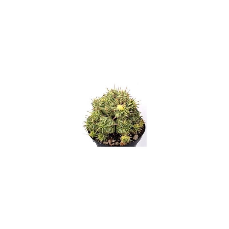 foto del prodotto vivaio garden forest euphorbia melophormis variegata, vaso 5,5 cm, foto reali