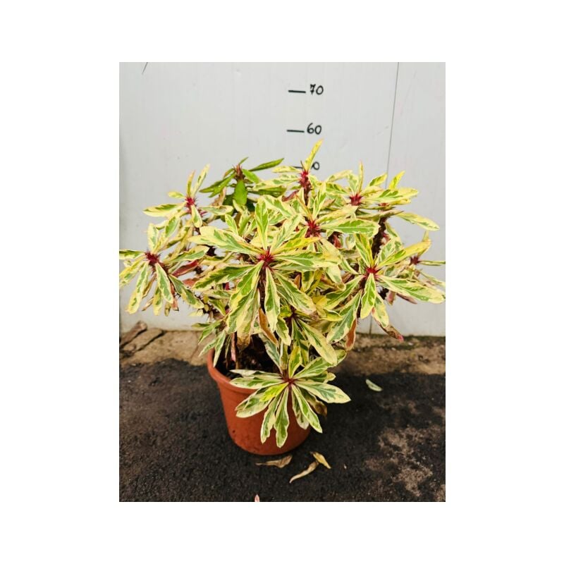 foto del prodotto vivaio garden forest euphorbia milii variegata spina di cristo variegata vaso 24 foto reali