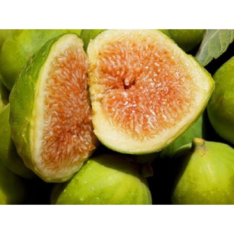 foto del prodotto vivaio garden forest - fico fiorone petrelli - varietà di origine barese pianta da frutta