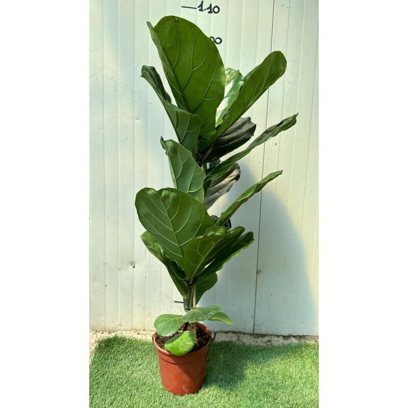 foto del prodotto vivaio garden forest ficus lyrata foto reali h 100cm vaso 18cm piante da interno
