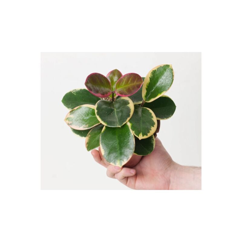 foto del prodotto vivaio garden forest hoya australis blondie toef