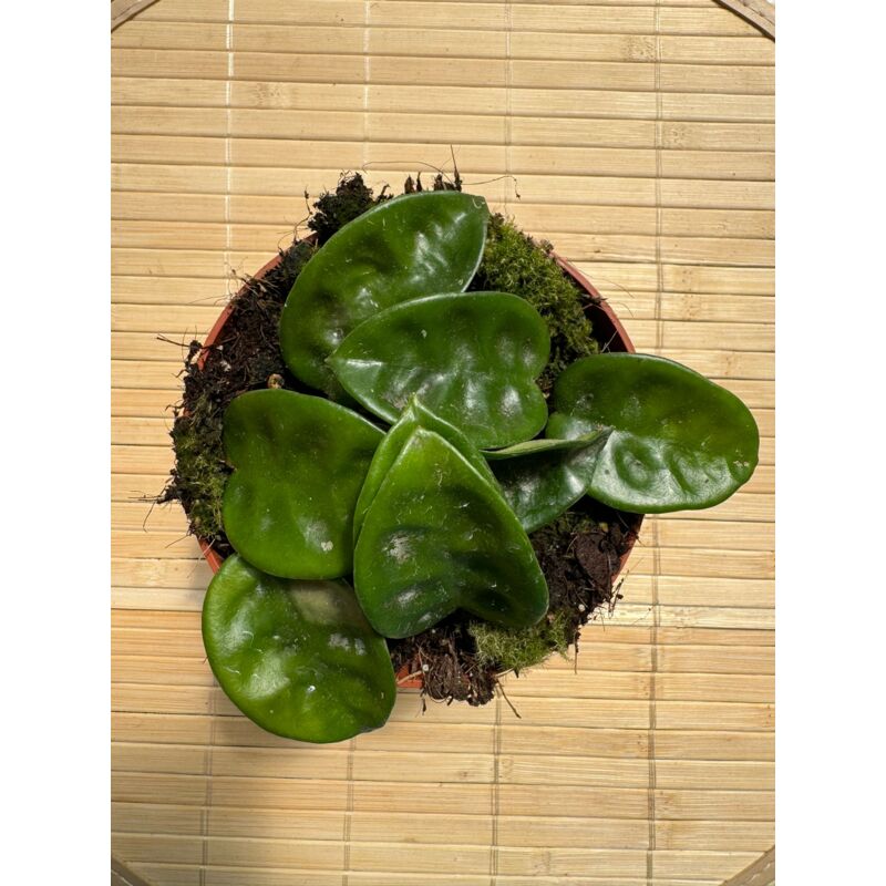 foto del prodotto vivaio garden forest hoya carnosa krinkle, fiore di cera, vaso 10,5 cm foto reali
