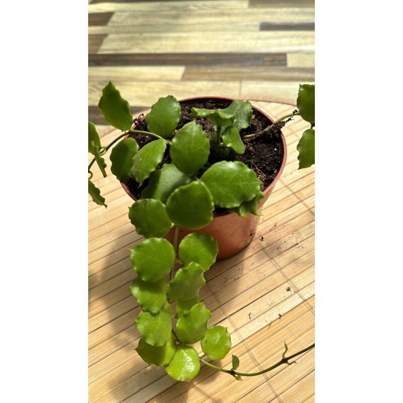 foto del prodotto vivaio garden forest hoya endauensis fiori di cera, vaso 10,50cm foto reali