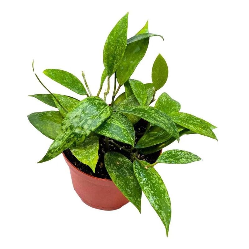 foto del prodotto vivaio garden forest hoya rangsan h 14 cm